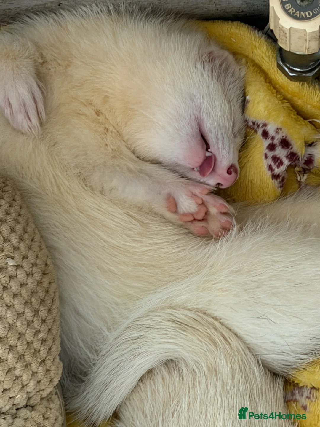 Ferret rodents for sale: Semi angora ferrets - Advert 2