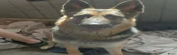 German Shepherd dogs for sale: German Shepherd pups - Advert 4