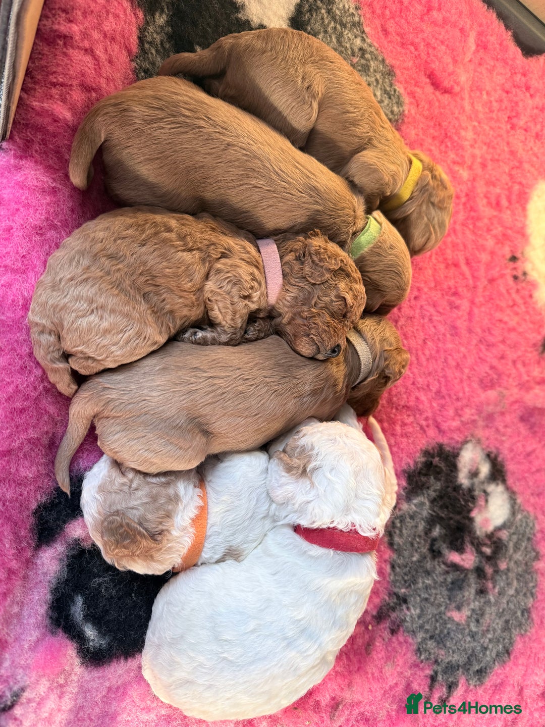Cavapoo dogs for sale: F2 cavapoo puppies for sale - Advert 9