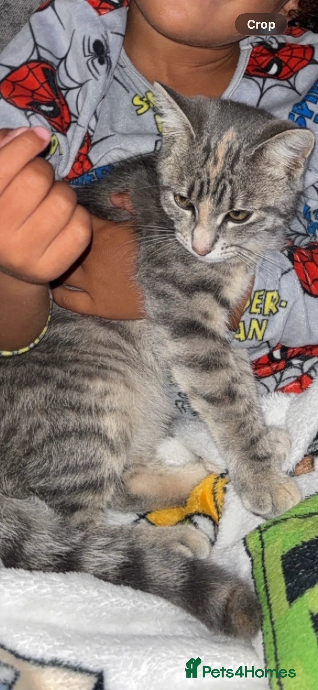Mixed Breed cats for sale: Willow - Advert 2