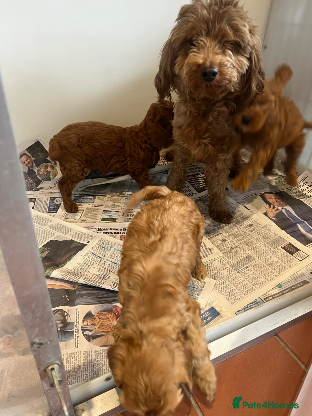 Cockapoo dogs for sale: Lovely litter of F2 cockapoos  - Advert 1