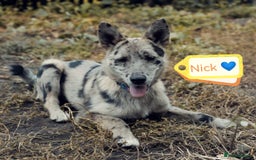 Mixed Breed dogs for adoption: 💙🐶 NICK AND MAILY 🐶💖 - Image 4