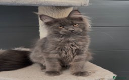 Maine Coon cats for sale: XL maine coon kittens Russia bloodlines Ready Now - Image 13