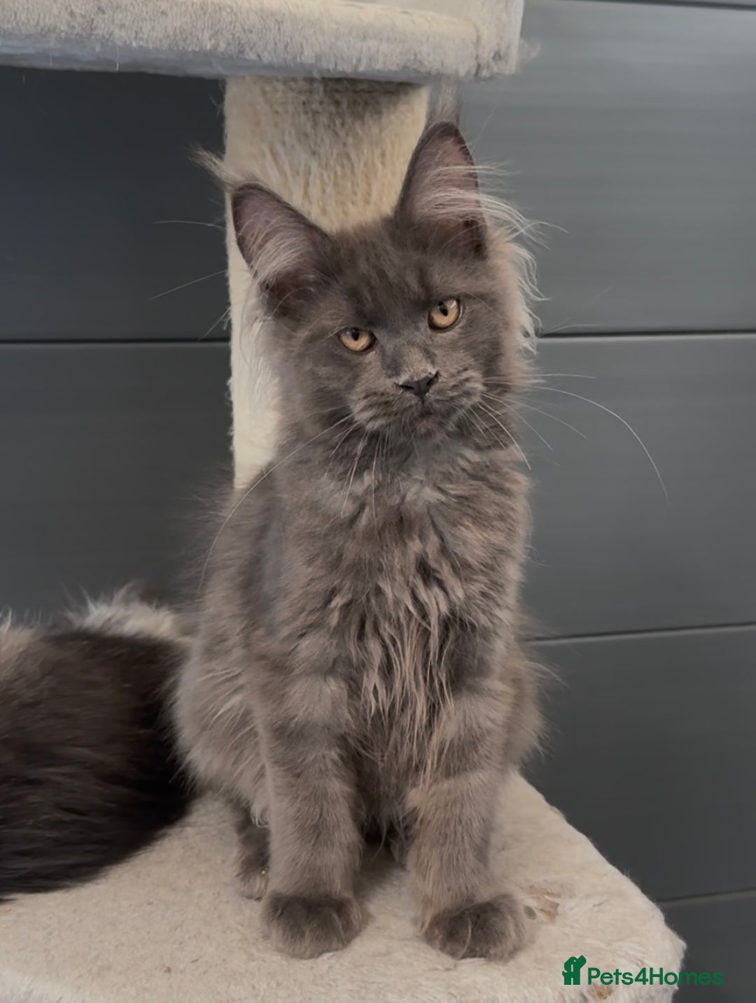 Maine Coon cats for sale: XL maine coon kittens Russia bloodlines Ready Now - Image 13