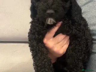 Sproodle dogs LAST GIRL PRA CLEAR SPROODLES - Advert 15