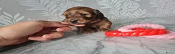 Dachshund dogs for sale: Pra clear,Last 3 beautiful LH Dachshund puppies💗 - Advert 37