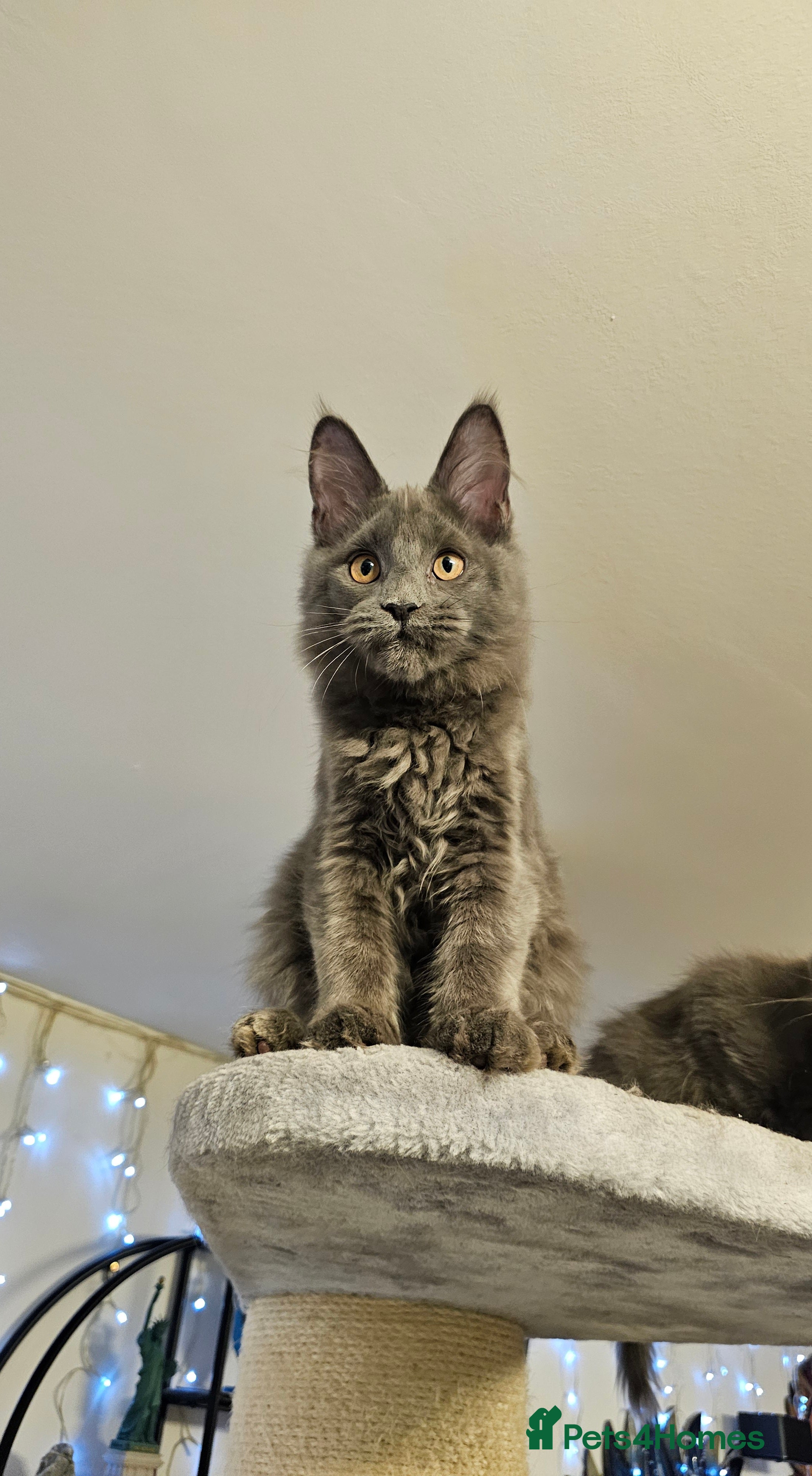 Maine Coon cats 🔥*STUNNING Litter of 6 Solid*💎*Blue Maine Coon💎 - Advert 4