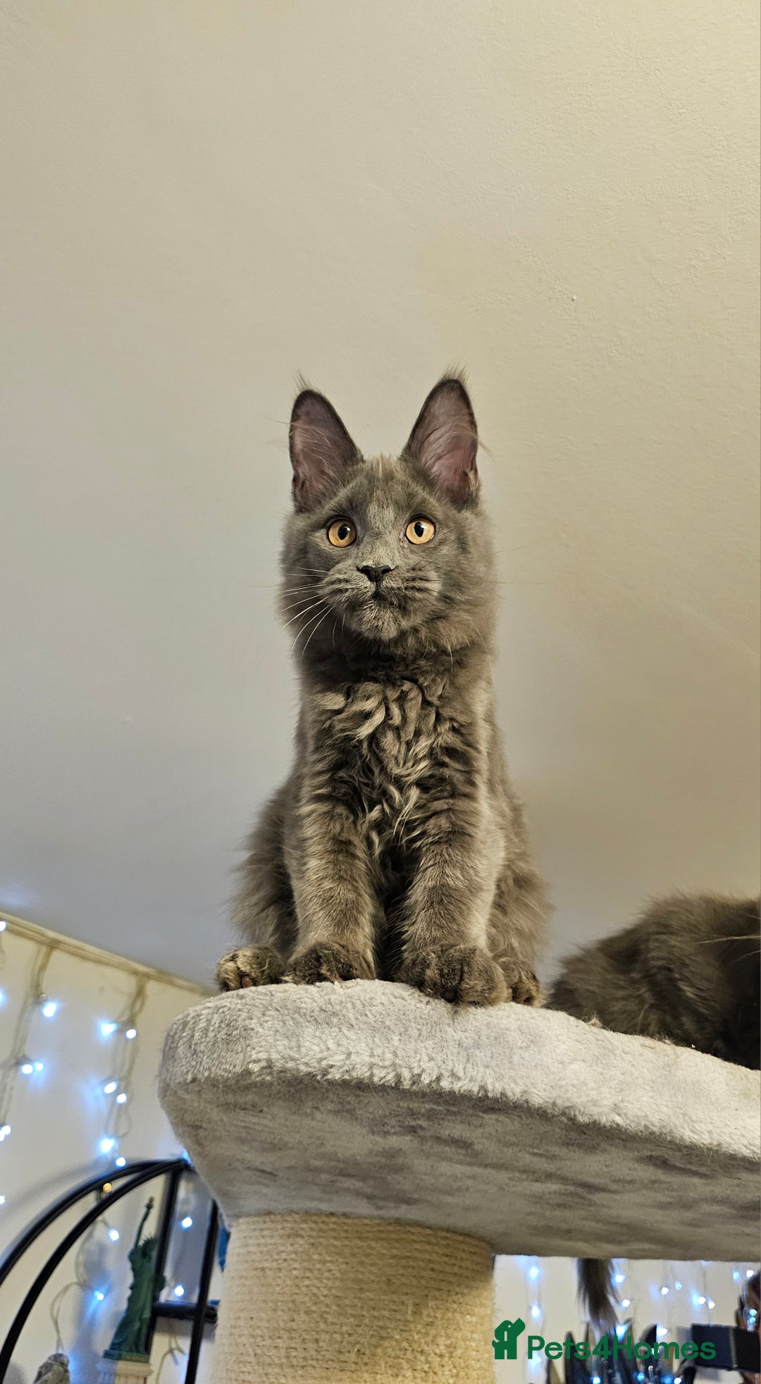 Maine Coon cats for sale: 🔥*STUNNING Litter of 6 Solid*💎*Blue Maine Coon💎 - Advert 21