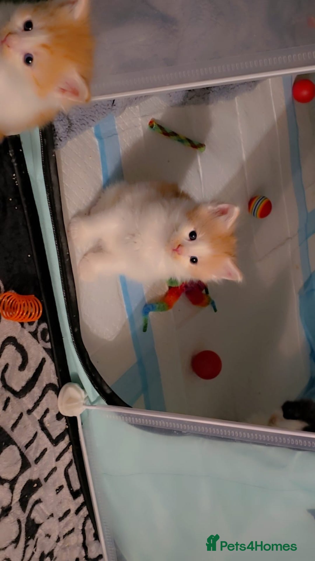 Maine Coon cats for sale: Rare red and white bicolor lMaincoon ready now  - Advert 14