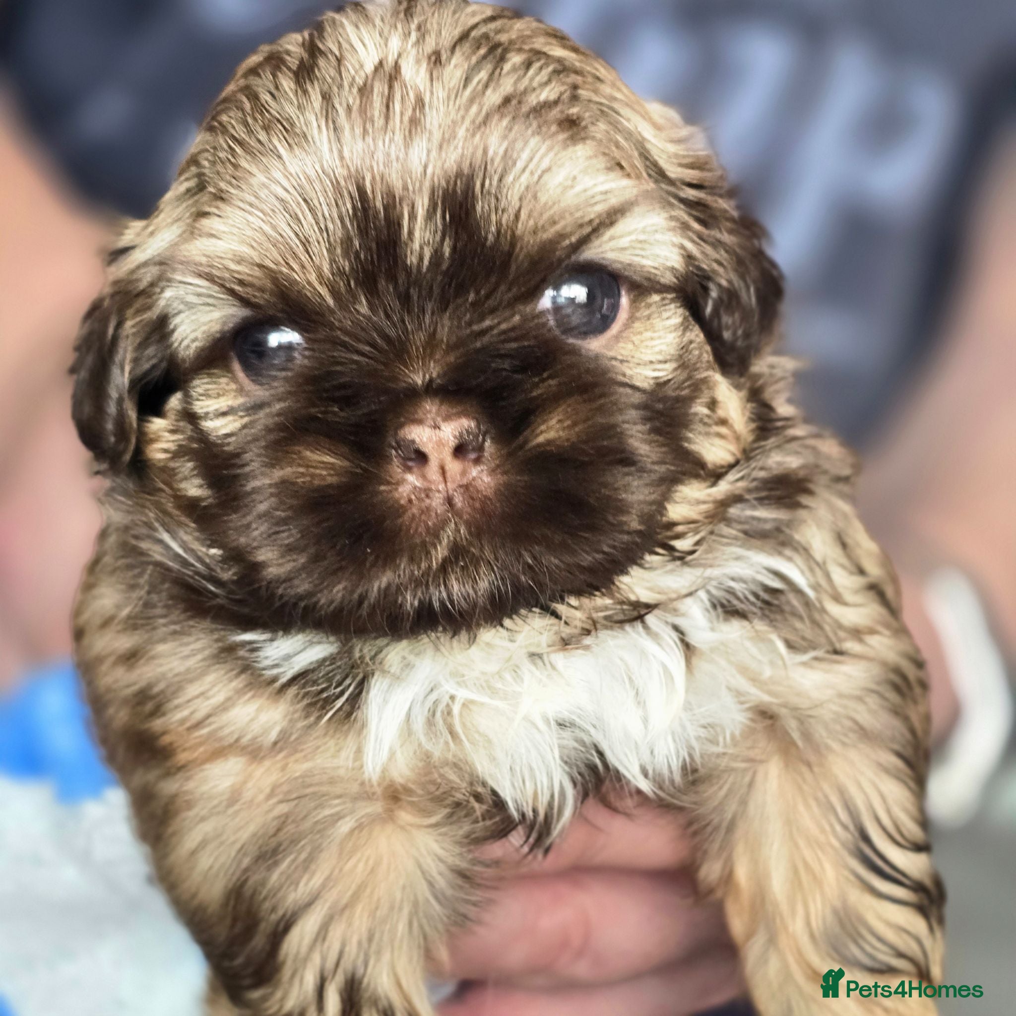 Shih Tzu dogs Stunning Imperial Shihtzu Puppies  - Advert 14