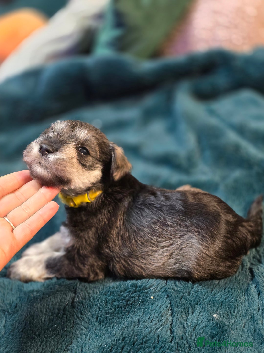Miniature Schnauzer dogs for sale: 3 puppys left -KC - Miniature Schnauzer Puppies - Image 18