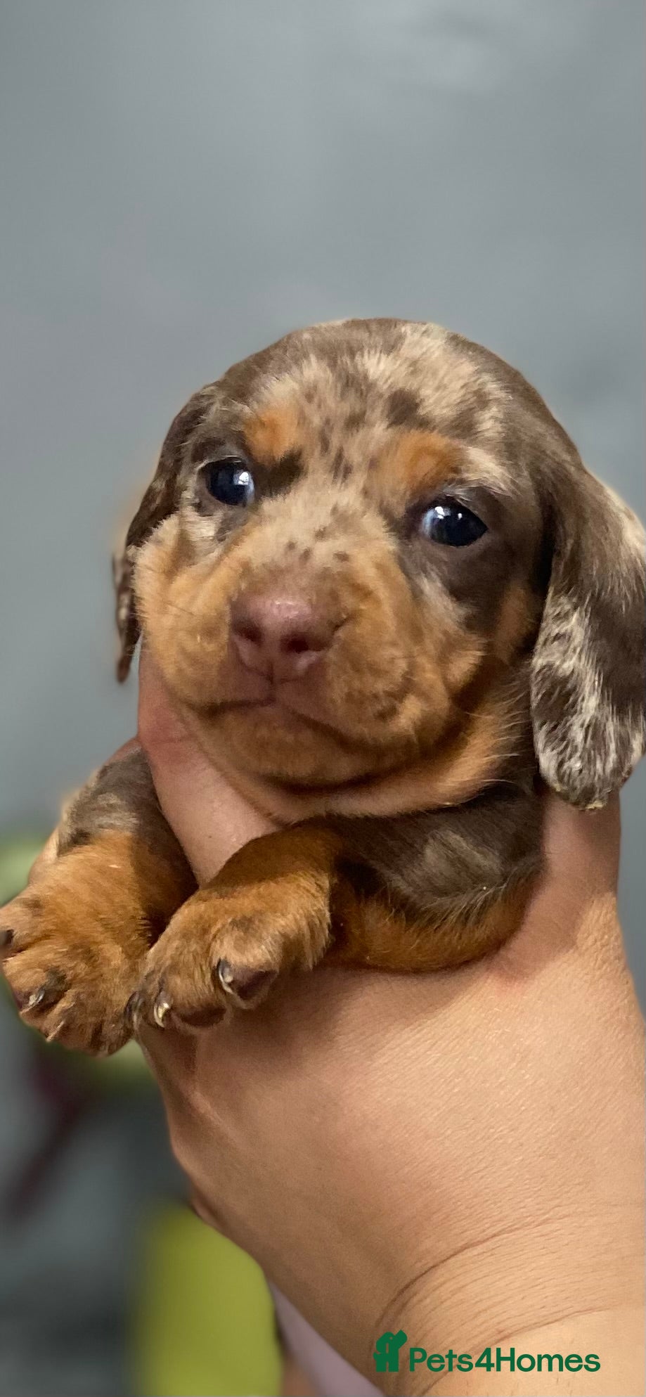 Miniature Dachshund dogs Beautiful smooth haired mini dachshunds😍 - Advert 2