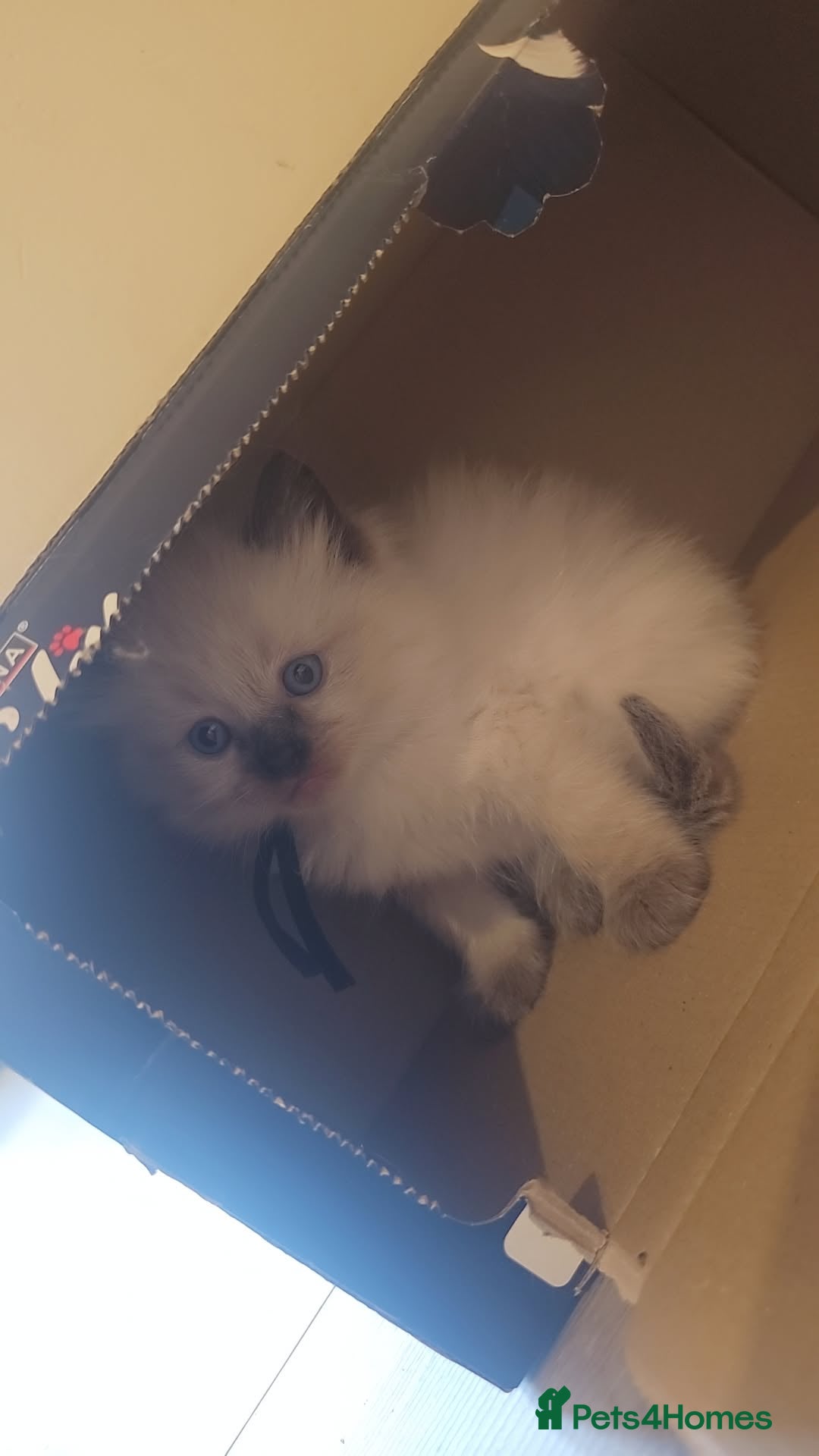 Ragdoll cats for sale: *READY TO LEAVE*beautiful Ragdoll babies for sale  - Image 4