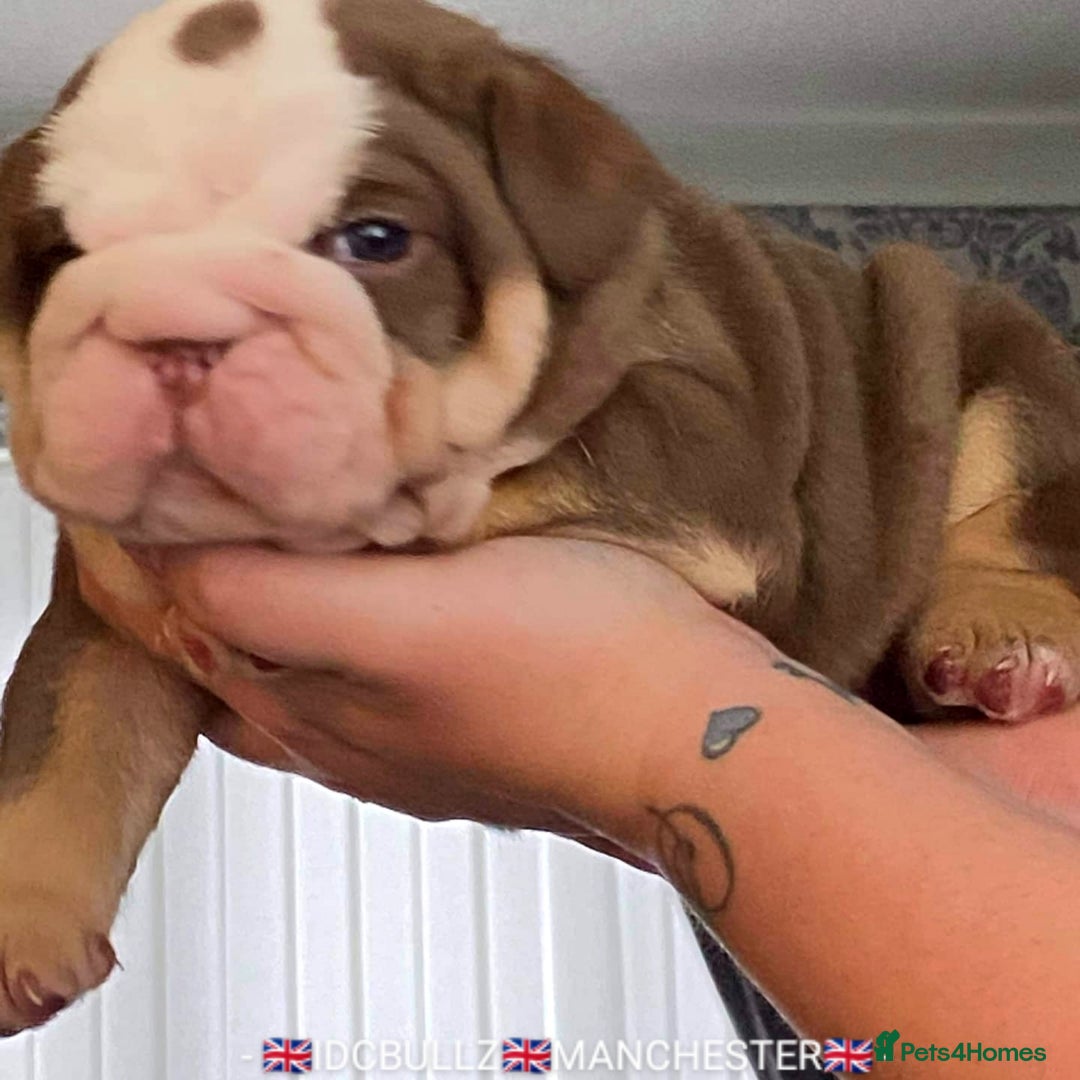 English Bulldog dogs for stud: Freddie Lilac tri stud in Manchester - Advert 11