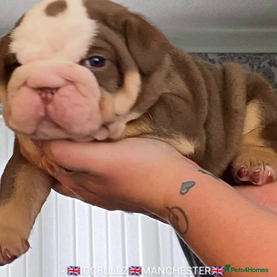 English Bulldog dogs for stud: Freddie Lilac tri stud in Manchester - Advert 11