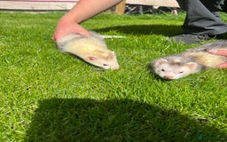 Ferret rodents for sale: 3 X FREE HOB KITS - Image 4