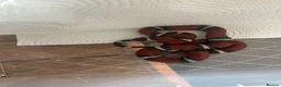 Corn Snake reptiles for sale: Colubrids for sale £100 for them all - Advert 7