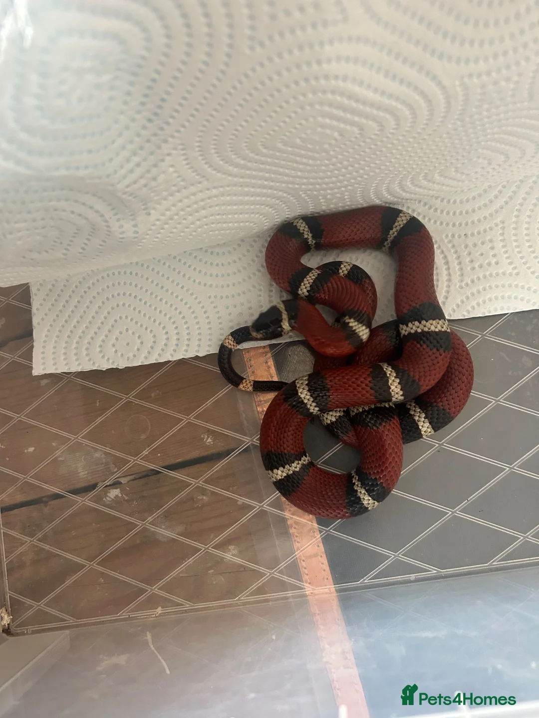 Corn Snake reptiles for sale: Colubrids for sale £100 for them all - Advert 7
