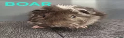 Guinea Pig rodents for sale: Beautiful Male Baby Guinea Pigs for sale  - Advert 7