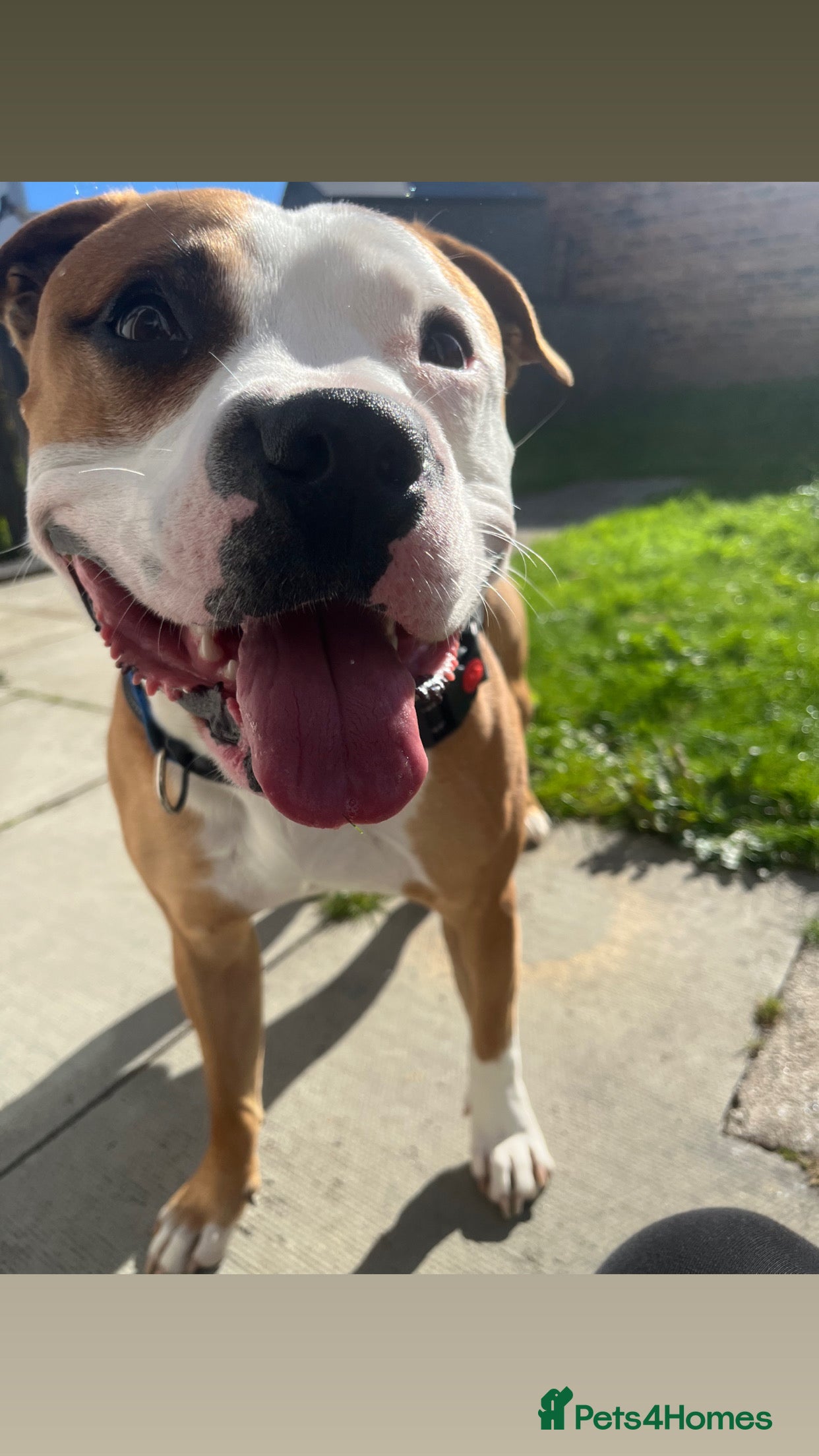 Mixed Breed cats Staffy Cross - Advert 3