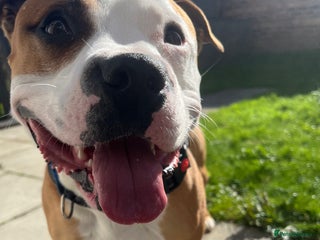 Mixed Breed cats Staffy Cross - Advert 3