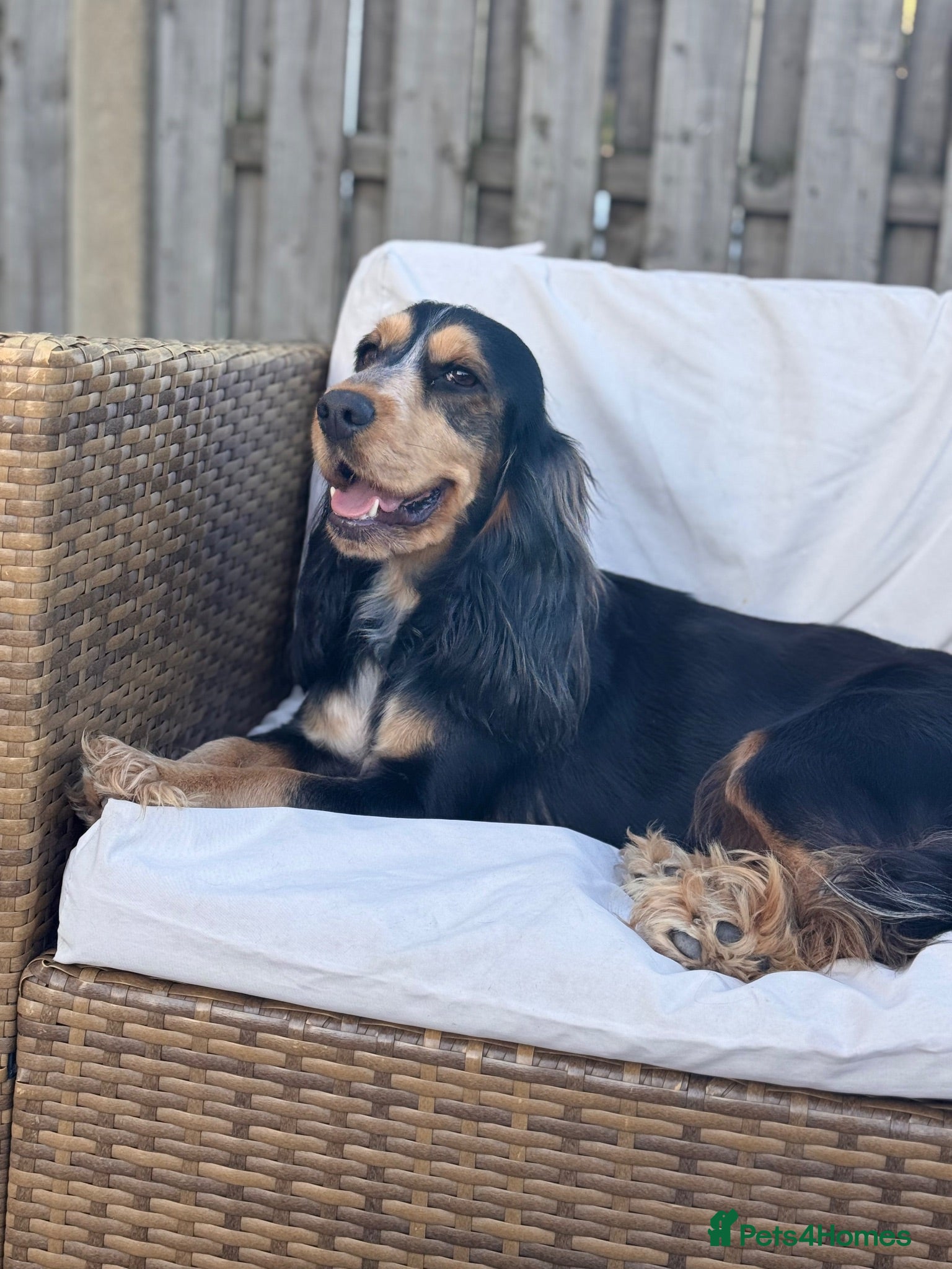 Cocker Spaniel dogs Cocker spaniel bitch 18 months old  - Advert 5