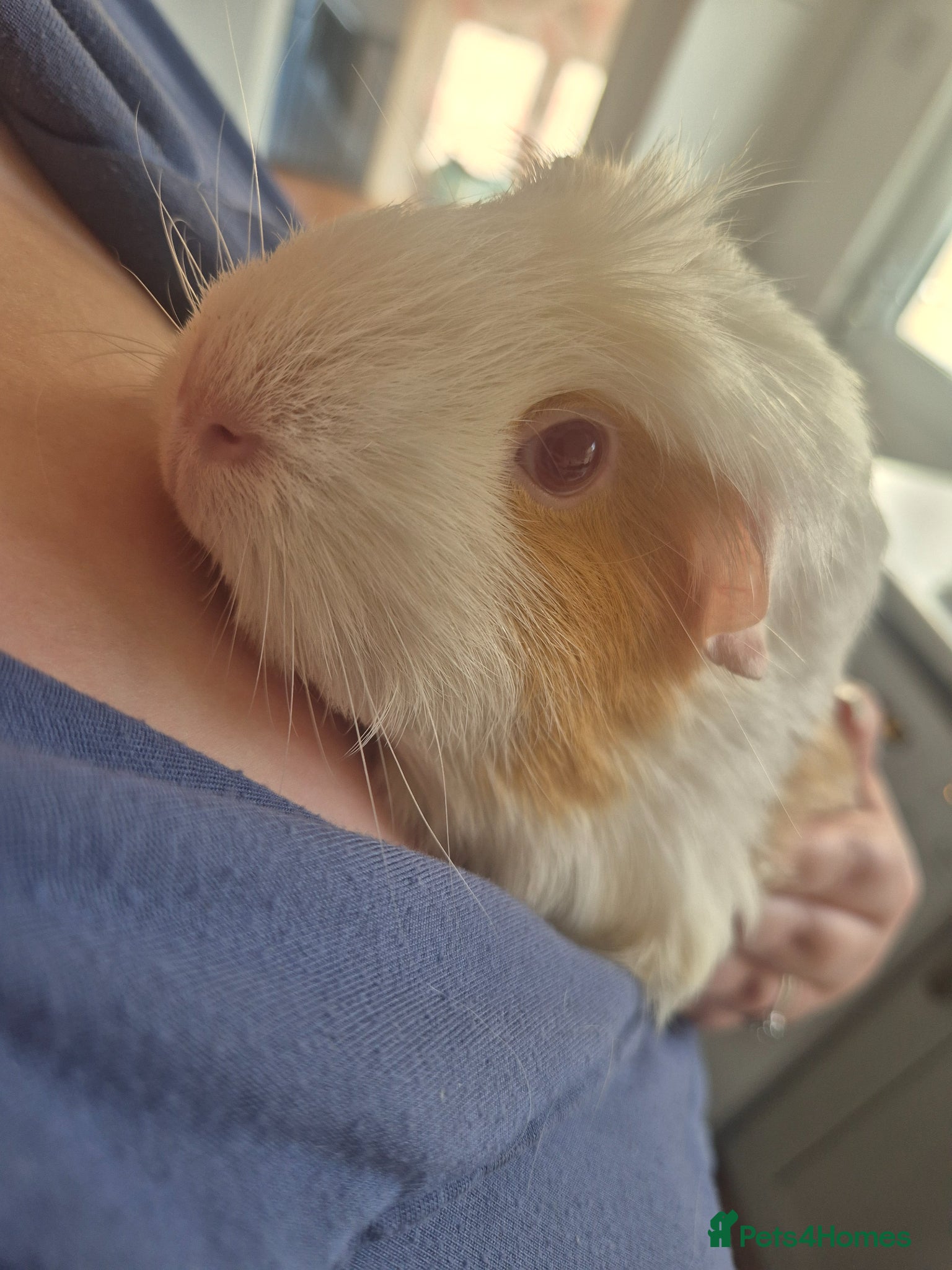 Guinea Pig rodents Two girl guineas - Advert 2