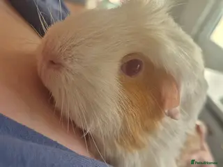 Guinea Pig rodents Two girl guineas - Advert 4