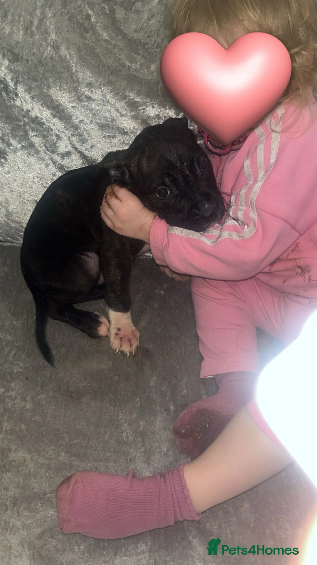 Mixed Breed dogs for sale:  Chunky Staffy x Cane Corso Puppies  - Advert 18