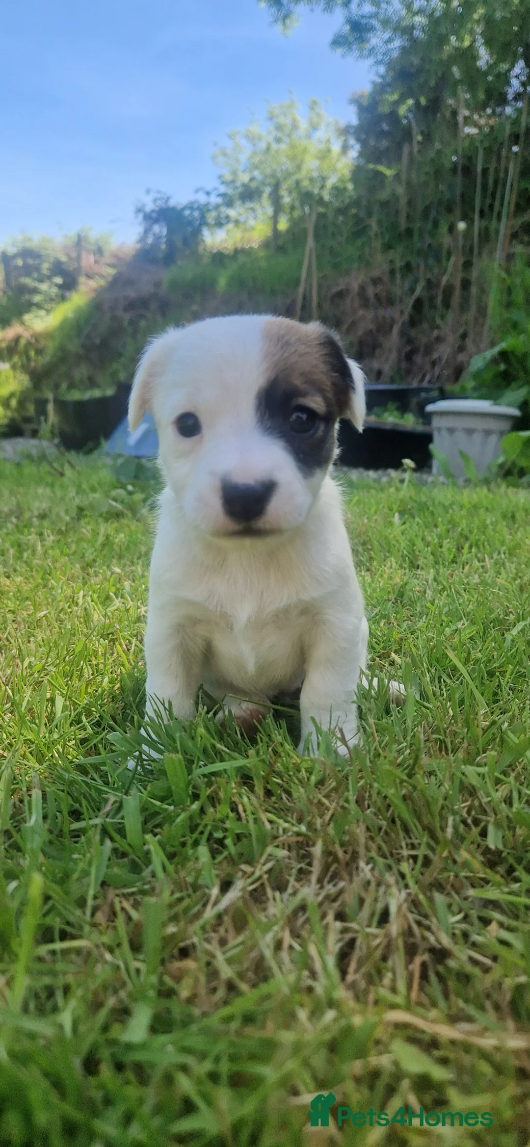 Mixed Breed dogs for sale: Parson Jack Russel Puppies For Sale in Llanfechain - Advert 1