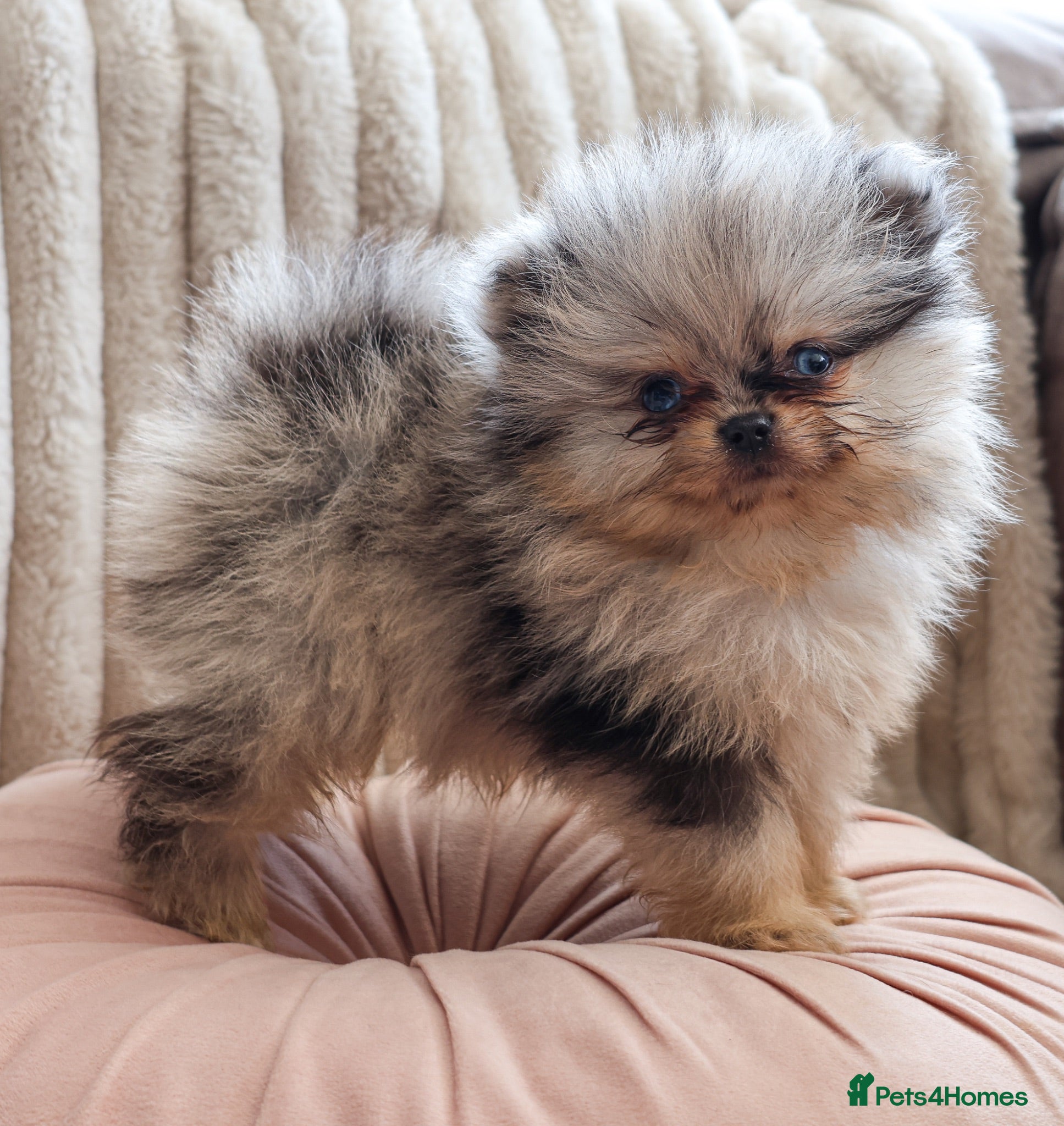 Pomeranian dogs Beautiful Russian line Pomeranians  - Advert 14
