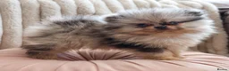 Pomeranian dogs for sale: Beautiful Russian line Pomeranians  - Advert 1