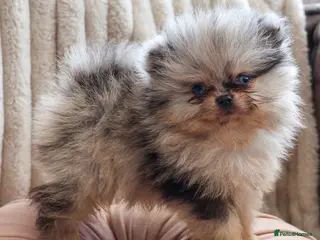 Pomeranian dogs Beautiful Russian line Pomeranians - Advert 8