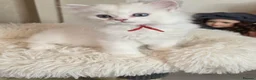 British Longhair cats for sale: British Longhair Kittens – Champion Lines ✨ - Advert 5