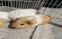 Guinea Pig rodents for sale: Guinea pigs for sale - Image 4