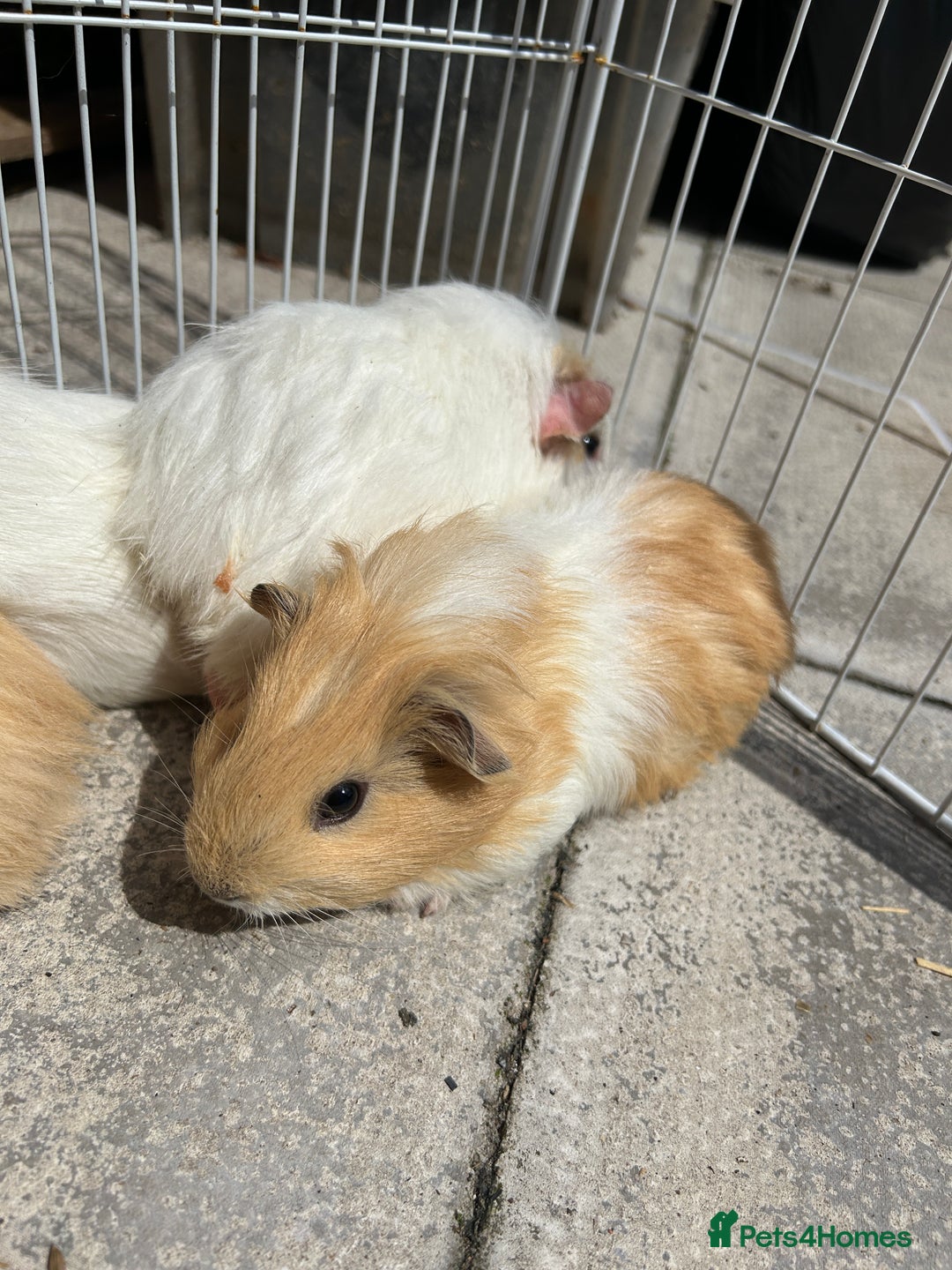 Guinea Pig rodents for sale: Guinea pigs for sale - Image 4