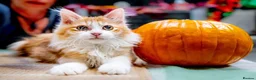 Kurilian Bobtail cats for sale: Stunning FIFe Registered Kurilian Bobtail kittens - Advert 6
