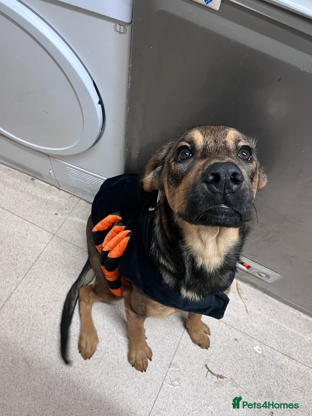 Mixed Breed dogs for sale: Shollie cross spaniel  - Advert 7