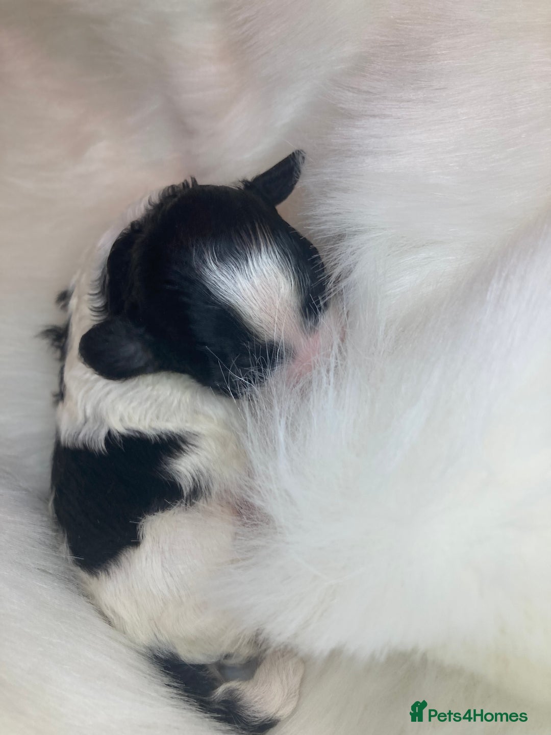 Shihpoo dogs for sale: 5 star rated Toy shihpoo puppies - Image 27