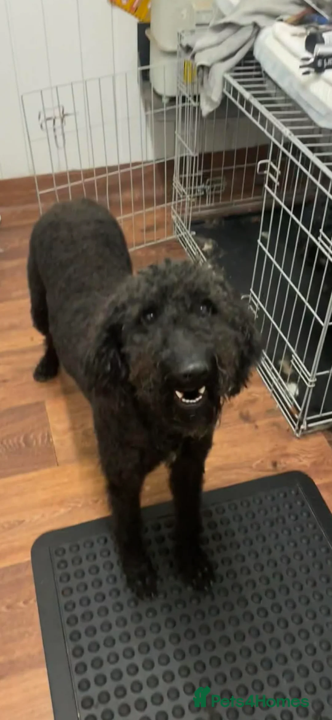 Labradoodle dogs for sale: 3 year old poodle cross  in Washington - Advert 2