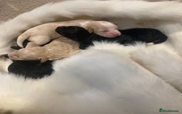 Shihpoo dogs for sale: Read the advert 5 star rated Toy shihpoo puppies - Image 24