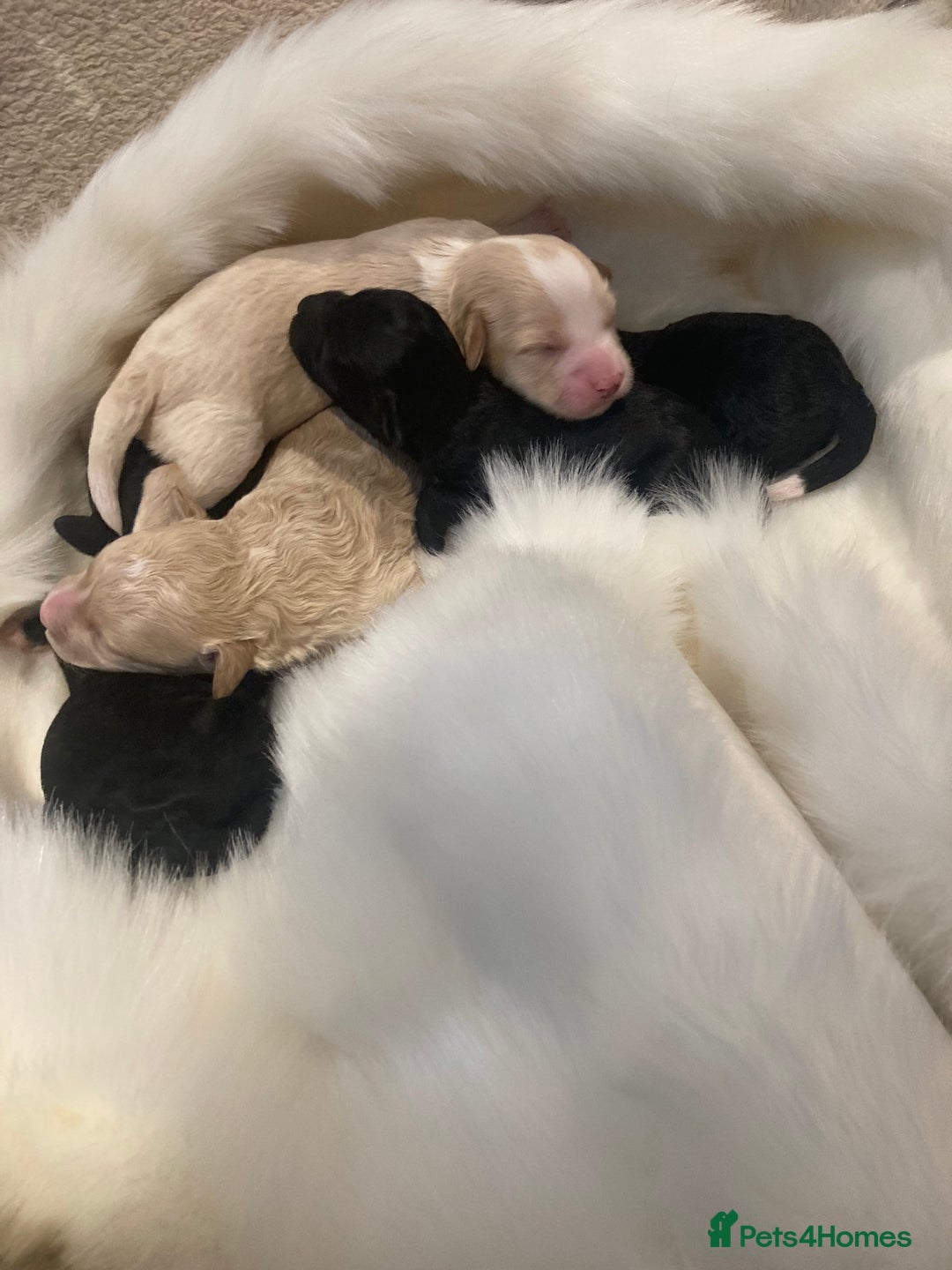 Shihpoo dogs for sale: Read the advert 5 star rated Toy shihpoo puppies - Image 24