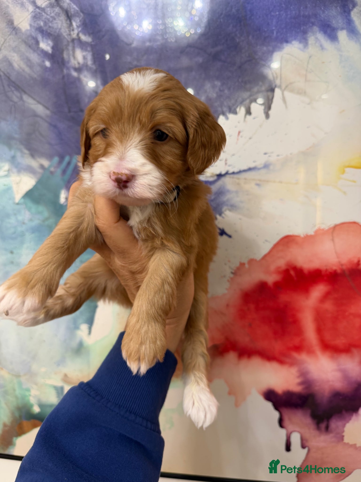 Goldendoodle dogs Red and White Miniature Doodles Licensed  - Advert 1