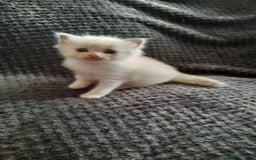 Ragdoll cats for sale: Ragdoll  - Image 4