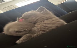 British Shorthair cats for sale: British short hair kittens  - Image 2