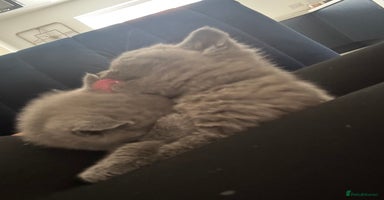 British Shorthair cats - Advert 16