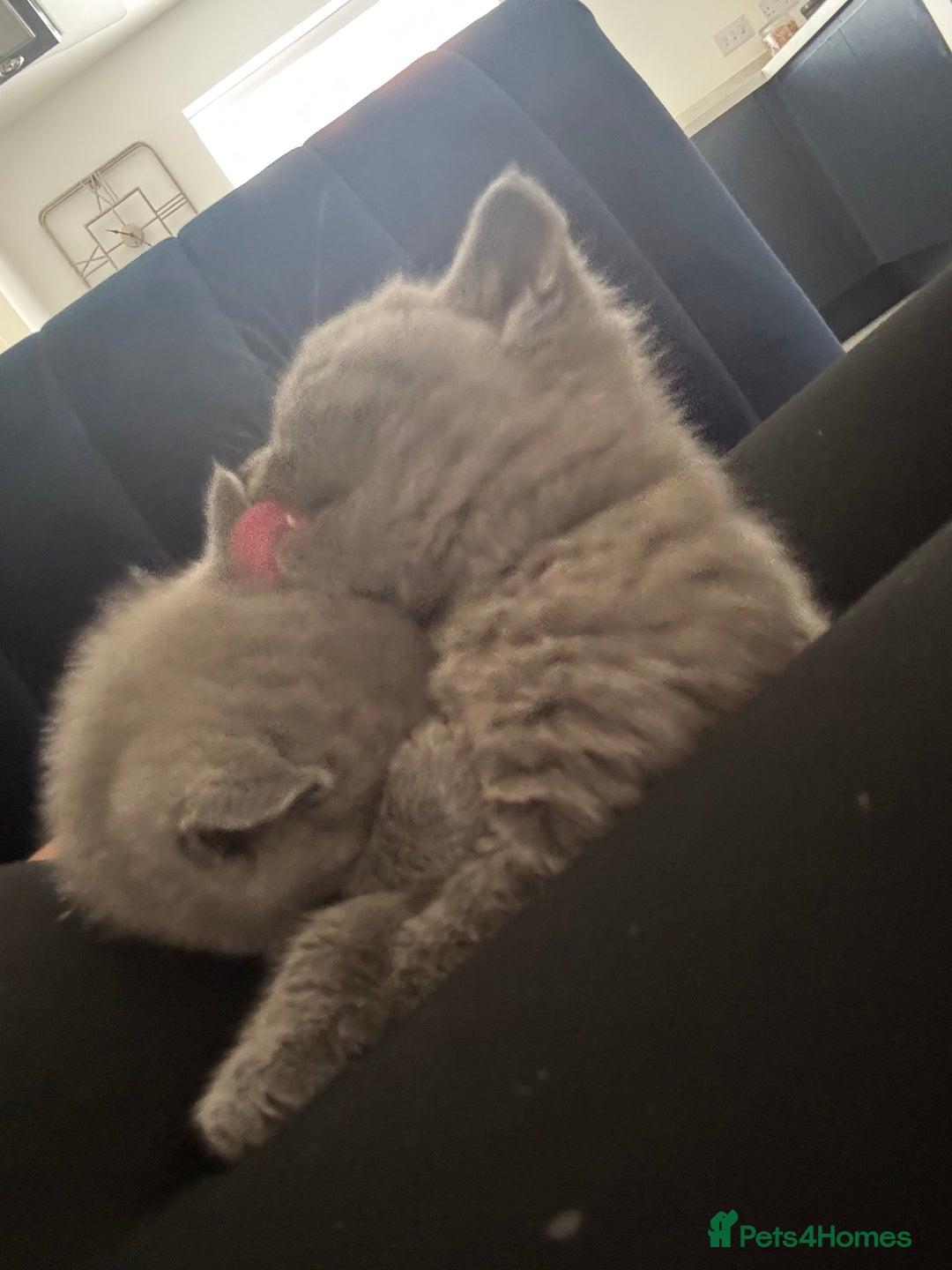 British Shorthair cats for sale: British short hair kittens  - Image 2