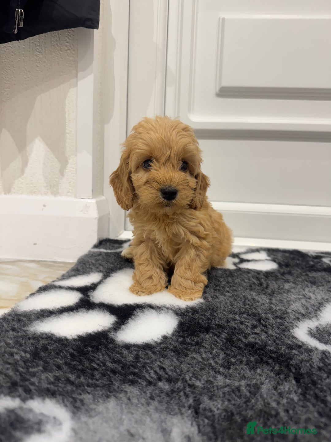 Cockapoo dogs for sale: F1 pra clear Cockapoos(council lincesed breeder) - Advert 7
