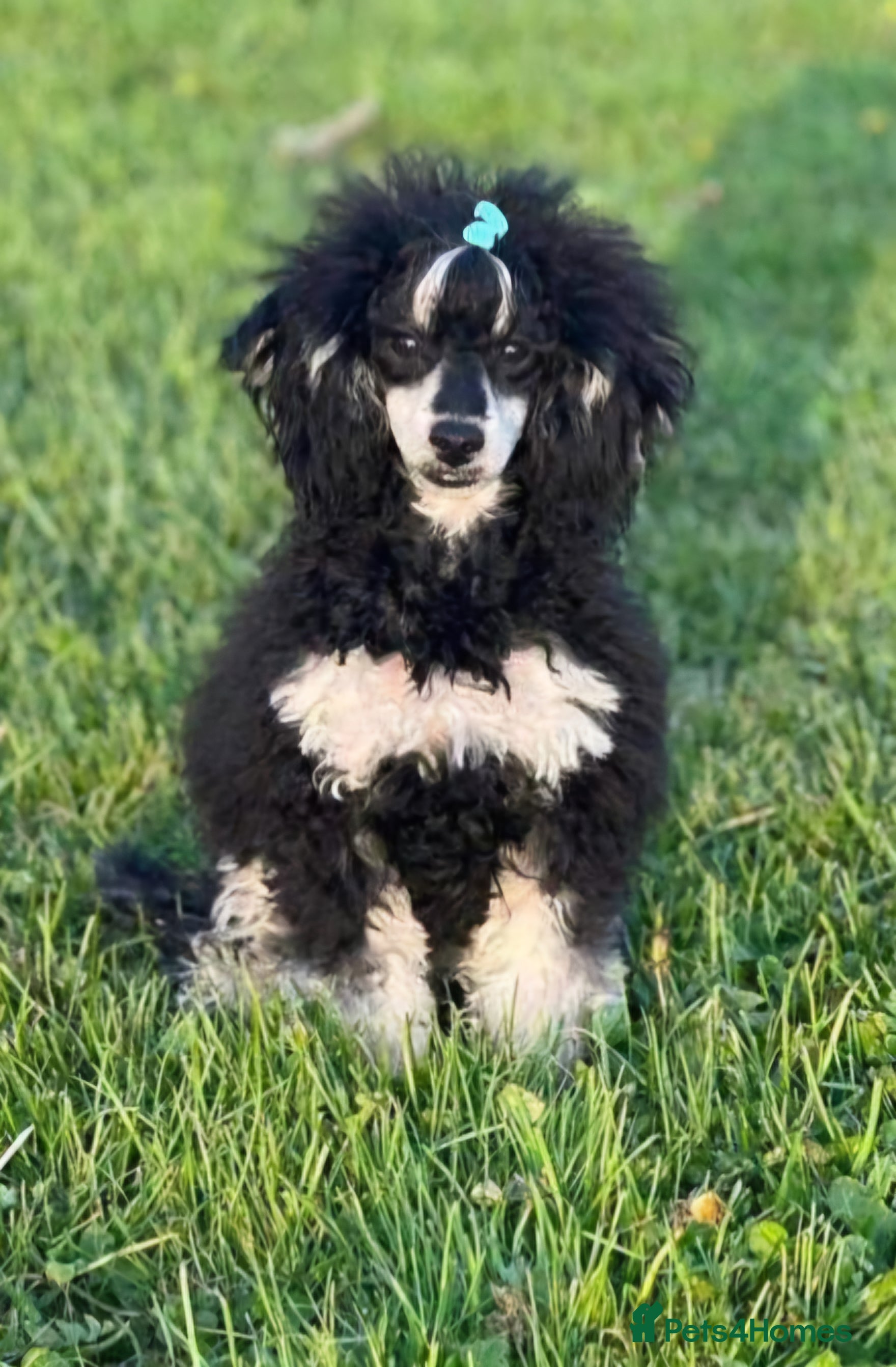 Miniature Poodle dogs Stunning kc phantom mini poodle proven stud boy - Advert 2