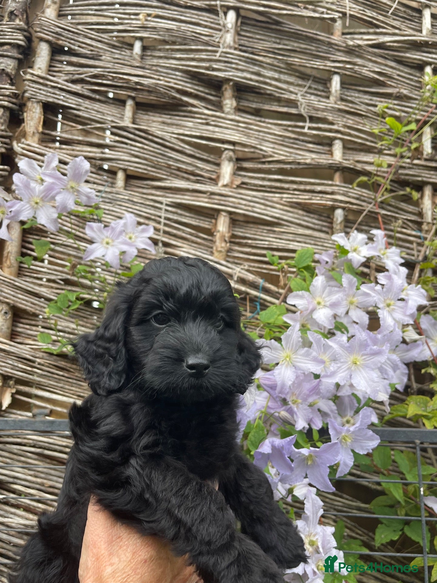 Cockapoo dogs F1 cockapoos boys ready now . - Advert 13